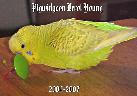 Goodbye, Pigwidgeon