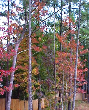 autumn trees from the deck