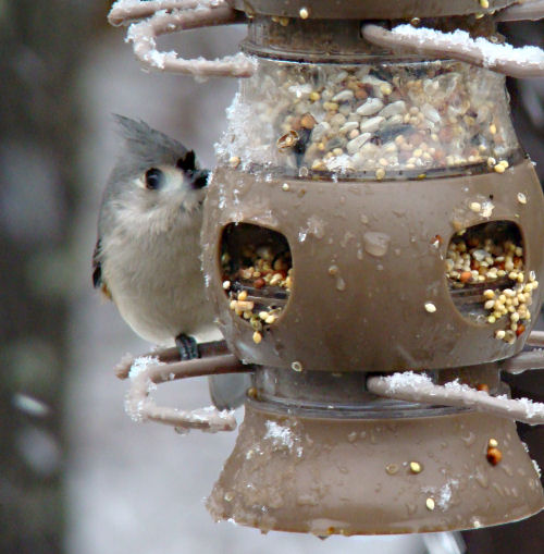 peekaboo titmouse