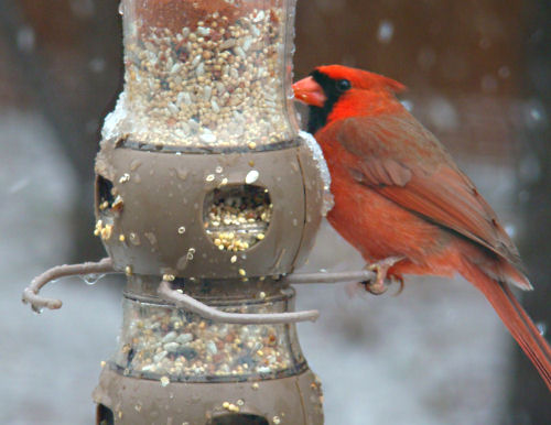 cardinal