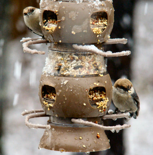 a pair of nuthatches