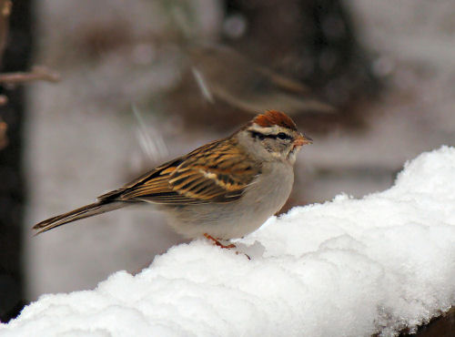 chipping sparrow in the snow