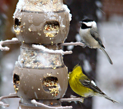 chickadee and pine warbler