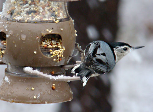 nuthatch