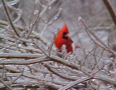 Mr. Cardinal