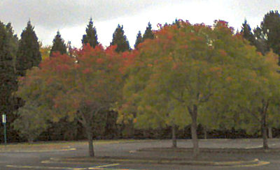 Fall trees