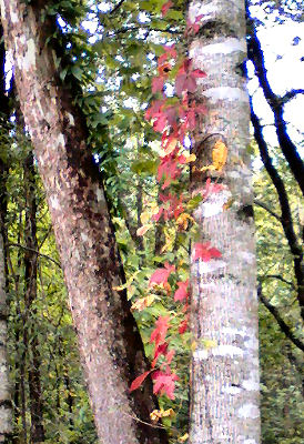 vine growing up tree