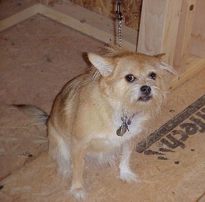 Willow sitting near fireplace